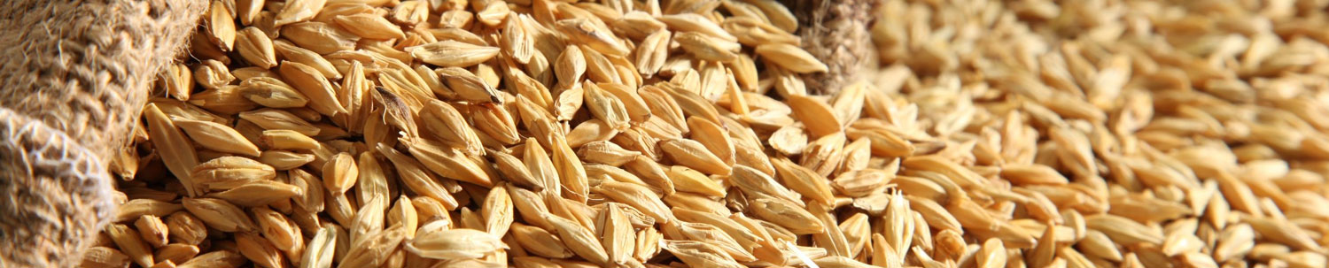 Barley Trading Tips Provider from India