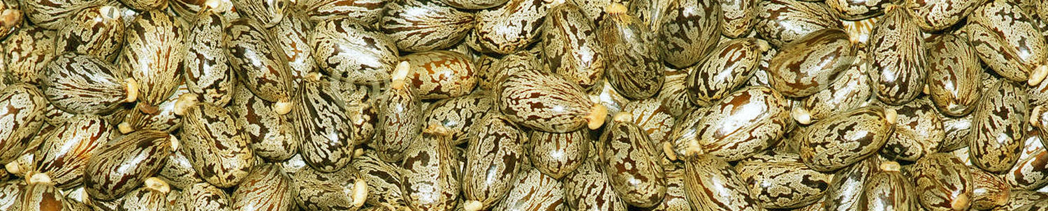 Castor Seeds Trading Tips Provider from India